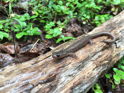 Fires, forest management, and the future of New Mexico's endemic salamanders - Southwest Fire ...