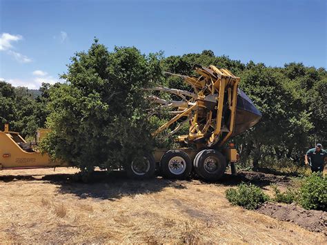 tree moving service idaho falls - Maryjo Mcinnis