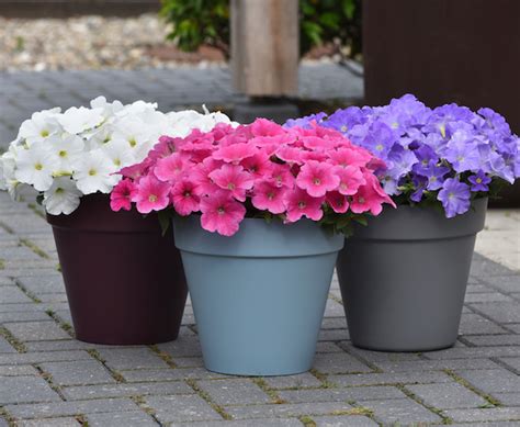 Petunia E3 Easy Wave - Greenhouse Product News