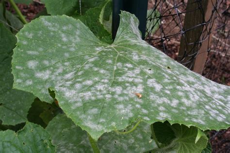 Powdery Mildew Control - Creek Side Gardens