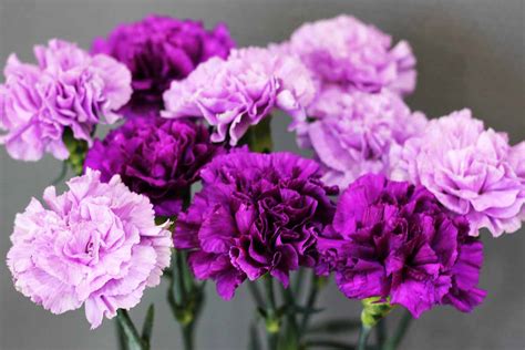 How to Grow and Care for Carnations | Gardener’s Path