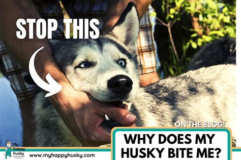 Why Your Husky Bites You: 6 Reasons & What To Do – My Happy Husky