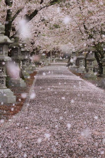 Pink falling cherry blossoms...looks like it's snowing Image Beautiful, Beautiful World ...