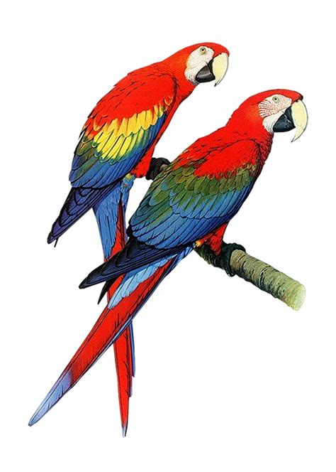 Parrot Clipart Png