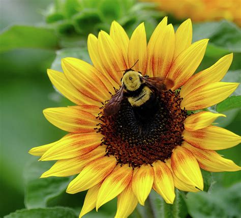 Bumblebee on Sunflower Photograph by Ronda Ryan