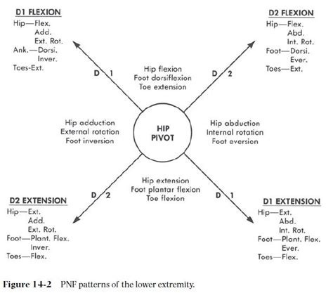 Image result for PNF patterns | Finger flexion, Myofascial, Therapy