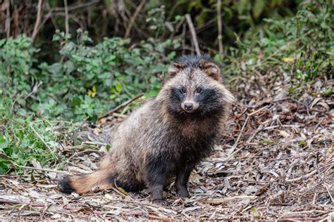 Raccoon dogs pose a particular threat to ground-nesting birds in Northern Europe