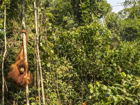 Sumatra and Borneo | Animals, People and Threats | WWF