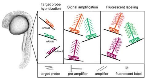 What are the Differences Between DNA FISH and RNA FISH? - Creative Bioarray