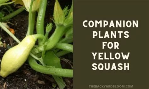 Companion Plants for Yellow Squash and What not to Plant With Yellow Squash