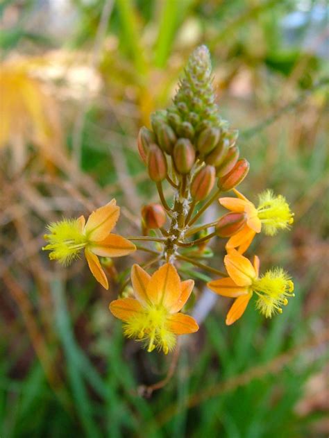 Bulbinella Bulbine frutescens | Beautiful flowers, Budget garden ...