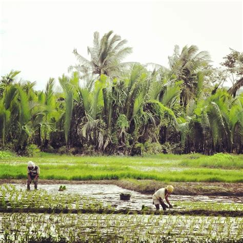 Nagtatanim ng Palay. Planting rice. The shot I was determi… | Flickr