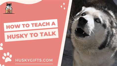 How To Teach A Husky To Talk [6 TALKING TIPS]