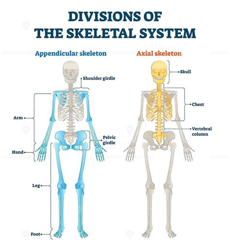 Divisions of appendicular and axial skeletal system labeled explanation ...