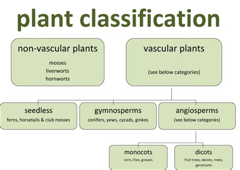 Plant Classification Review Research Worksheets Digital Distance ...