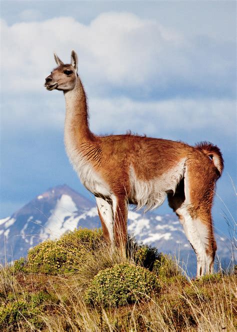 Recuperando el hábitat del guanaco en Parque Nacional Patagonia - Fundación Rewilding Chile