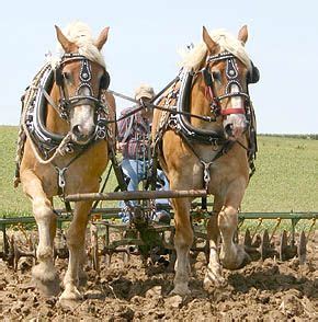 draft horse plow - Google Search | Clydesdale horses, Big horses ...