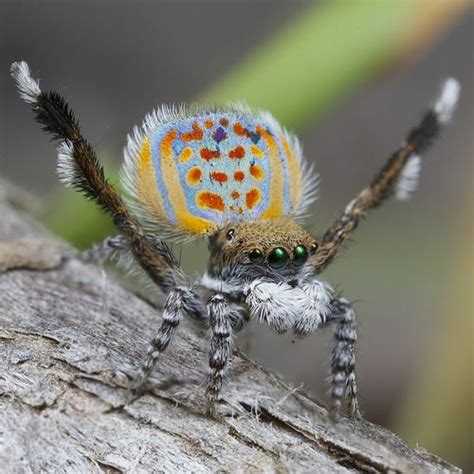 Do The Spider Dance! | Spider, Spider species, Jumping spider