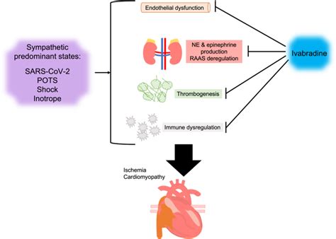 Ivabradine modulates effects of sympathetic activity. The SARS-CoV-2... | Download Scientific ...