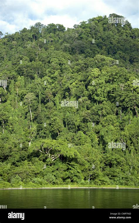 Rainforests papua new guinea hi-res stock photography and images - Alamy