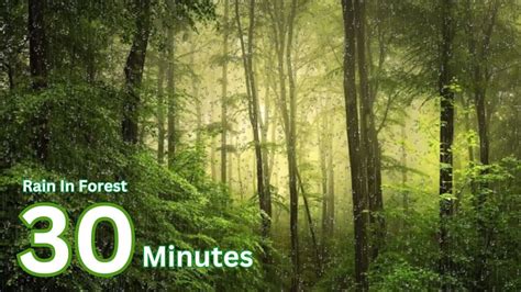 Rainforest Sounds for Sleeping or Studying - Ultimate Stress Relief ...