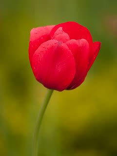 Tulip 1057 | exposure info: 200mm 1/80 at f4 hand held | Kain Kalju ...