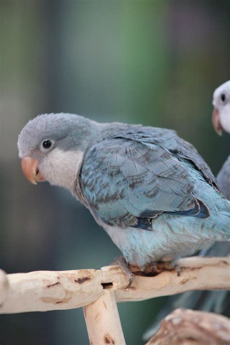 Quaker Parrot Blue - Dallas Parrots