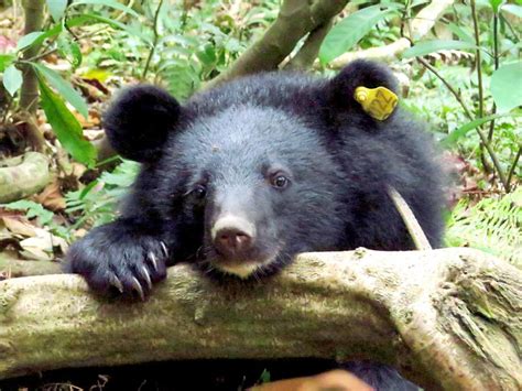 In ‘milestone’ conservation effort, GPS tracked Formosan black bear in ...