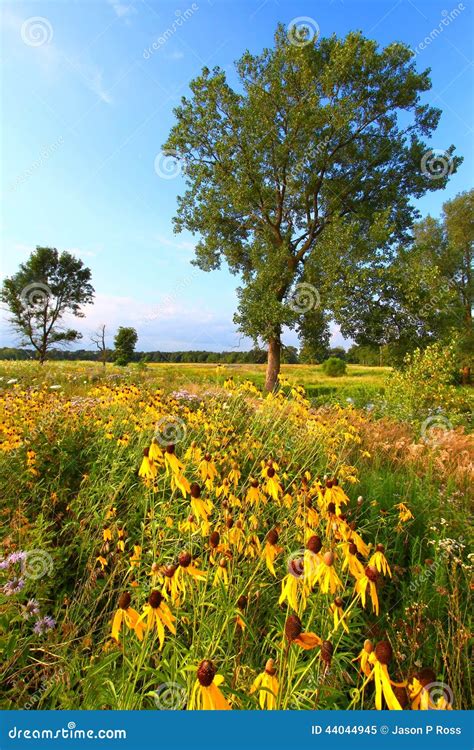 Evening Prairie in Illinois Stock Image - Image of evening, america: 44044945