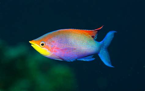 Rainbow colored fish. | Rare fish, Rainbow fish, Beautiful fish