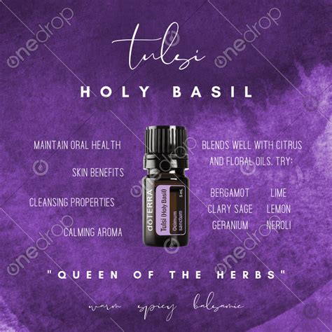 Tulsi (Holy Basil) Essential Oil Spotlight by Leah Filicicchia