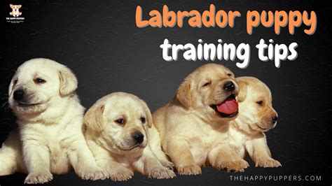 Tips for training a Labrador puppy - The Happy Puppers