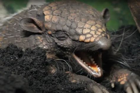 Do Armadillos Bite? Will They Attack Dogs? – Outlife Expert