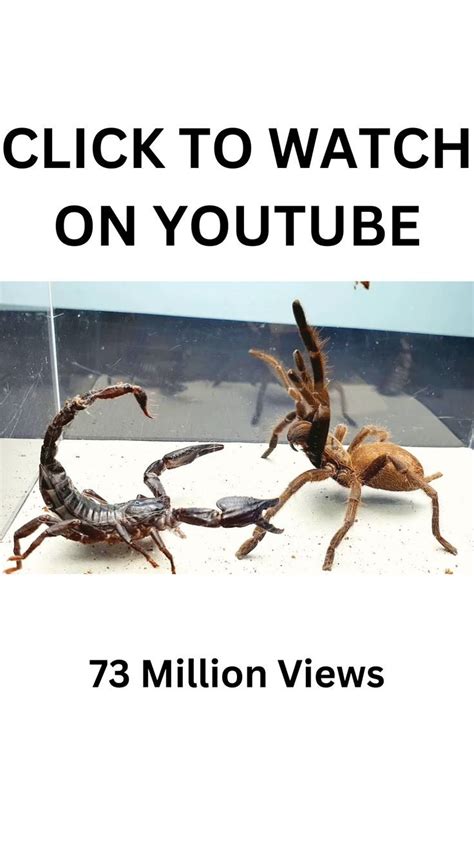 SCORPION vs TARANTULA SPIDER FIGHTING FOR PREY, who will win? Insect Stories in 2022 | Insect ...