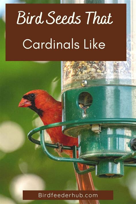 Best Bird Seeds for Attracting Cardinals