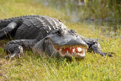 Everglades - wildlife | We spend some time exploring the eve… | Flickr