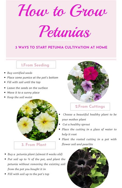 How to Grow Petunias at Home - Care of Petunias - Wikifarmer