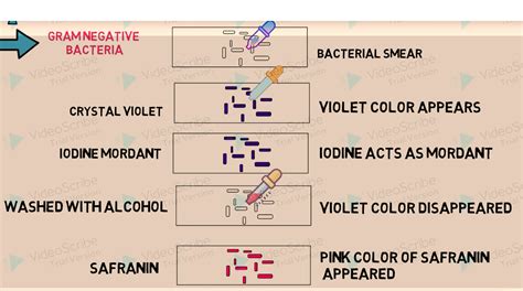 Acid Fast Stain Vs Gram Stain