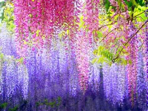 1 Pack 10 Blue Japanese Wisteria Seeds Wisteria Vine Purplevine S030 | eBay