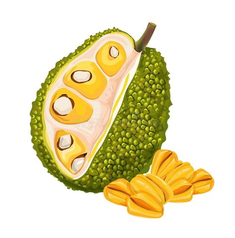 Jackfruit Jackfruit Tropical Sweet Fruit,vector Illustration Stock Vector - Illustration of ...