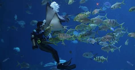 Best Ocean Documentaries | Top 10 Must-Watch Ocean Documentaries | Ocean Scuba Dive