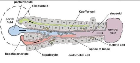 Space of disse in Liver | Liver anatomy, Nursing school survival, Anatomy and physiology