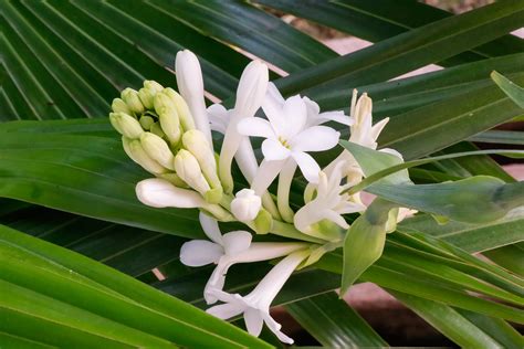 Mexican Tuberose | Order Tuberose Bulbs online - Bulbs Direct NZ