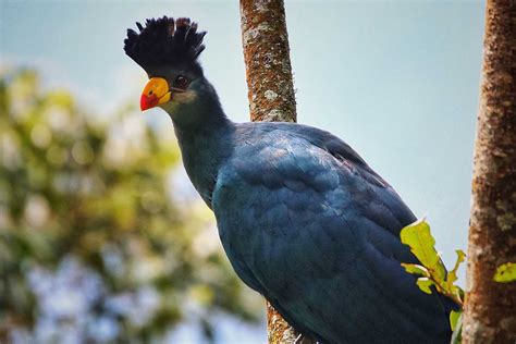 Bird-Watching in Uganda - Best Birding Spots in Uganda