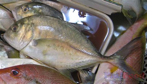 Philippine Fish Species - List of Common Fish in the Philippines ~ Philippine Food