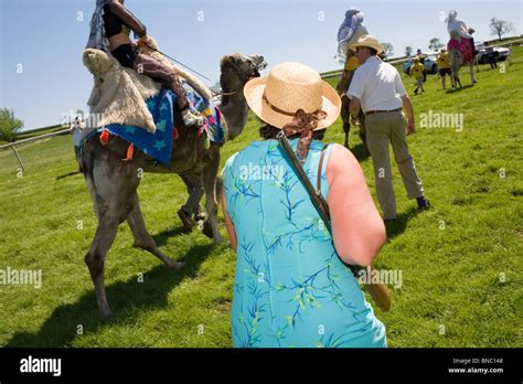 Camels and their jockey make their way to the race start Stock Photo - Alamy