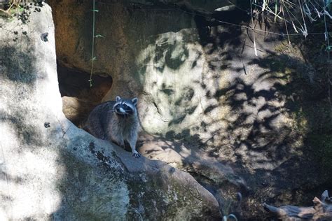 Visiting Northwest Trek Wildlife Park — Pacific North Wanderers