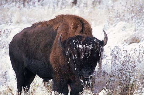 Buffalo In The Snow Digital Art by Guido Cozzi - Fine Art America