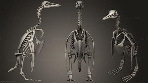 Anatomy of skeletons and skulls - Penguin Skeleton, ANTM_0934. 3D stl ...