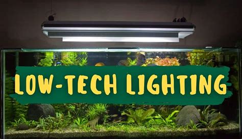 How Much Led Light Do Aquarium Plants Need | Homeminimalisite.com